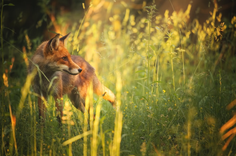 Fox in the middle of grass