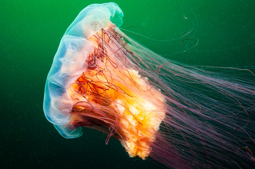 image of a lion's mane jellyfish drifting underwater