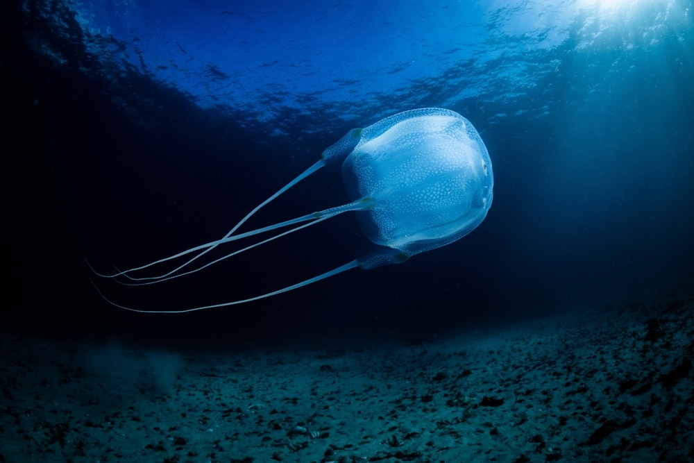 image of a poisonous box jellyfish on the ocean