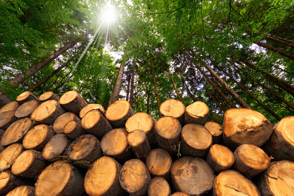 Hardwood logs in the middle of forest