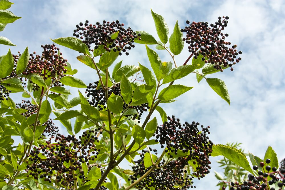 Poisonous berries bears on a tree