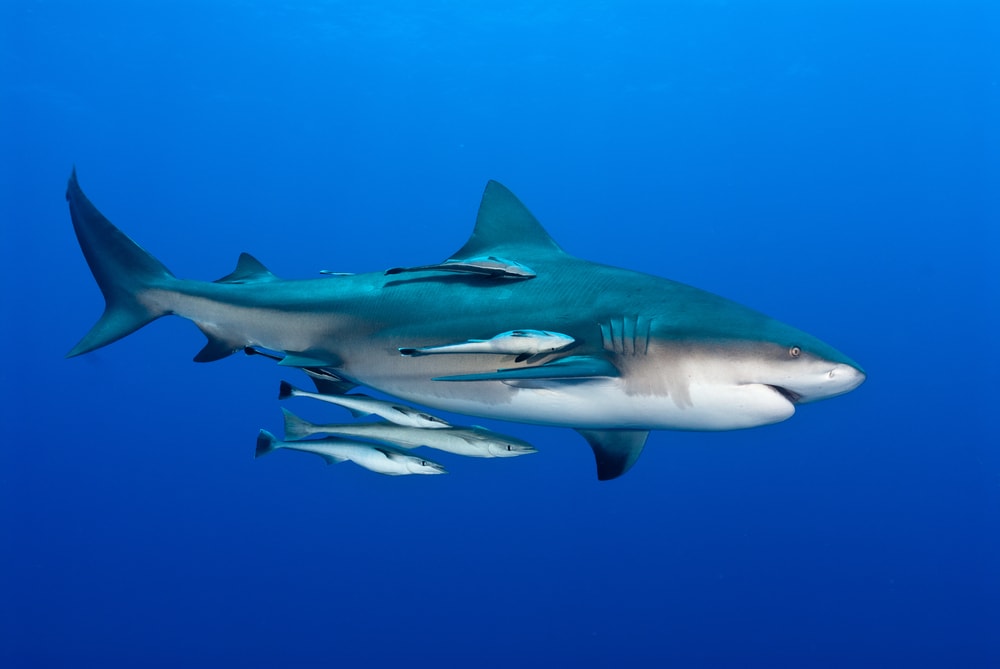 Shark swimming with its babies