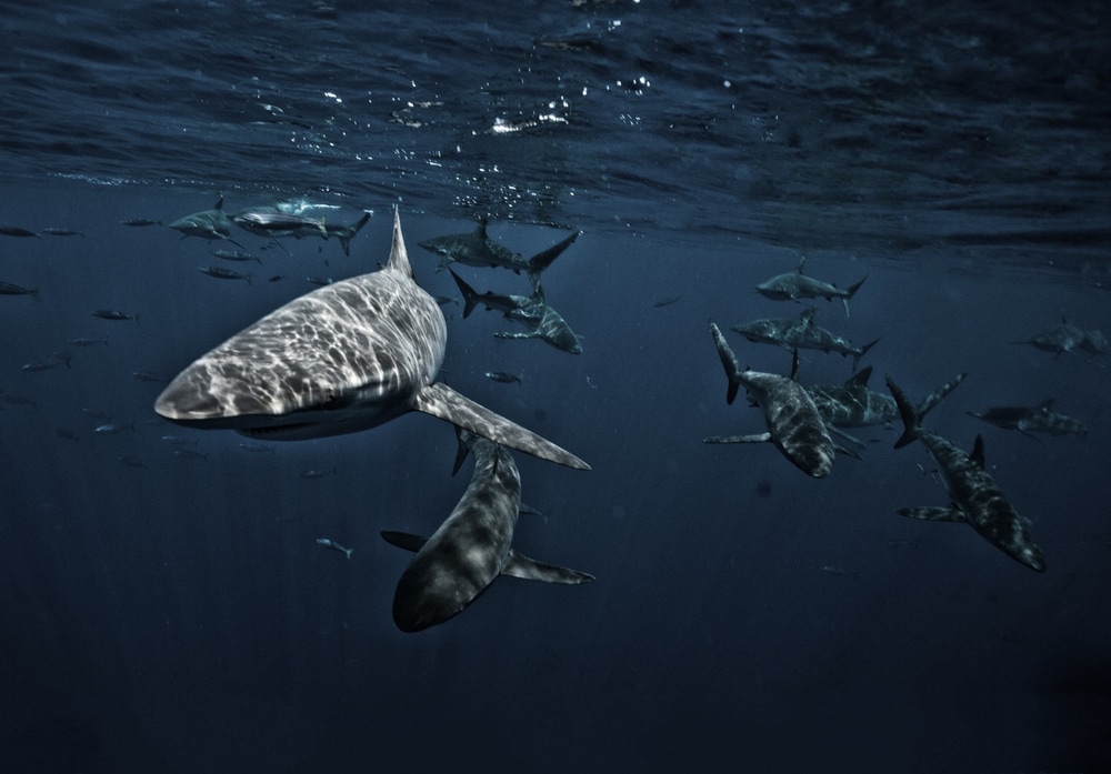 Group of sharks swimming at night