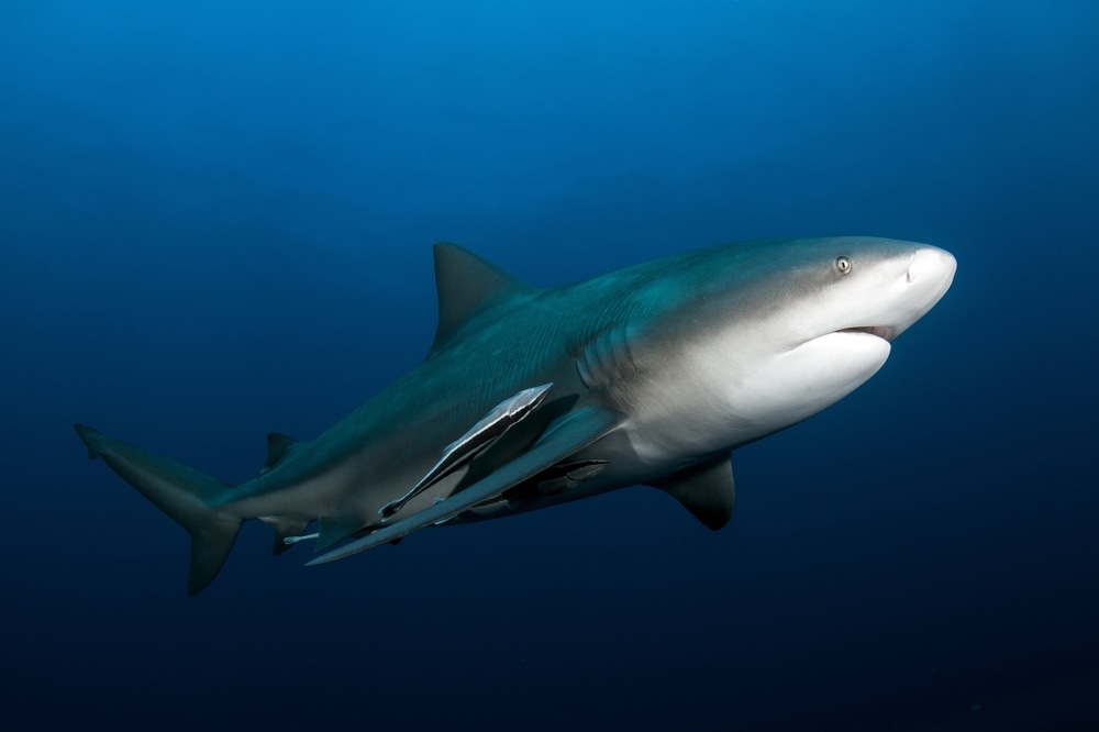 Shark in Michigan photographed at night