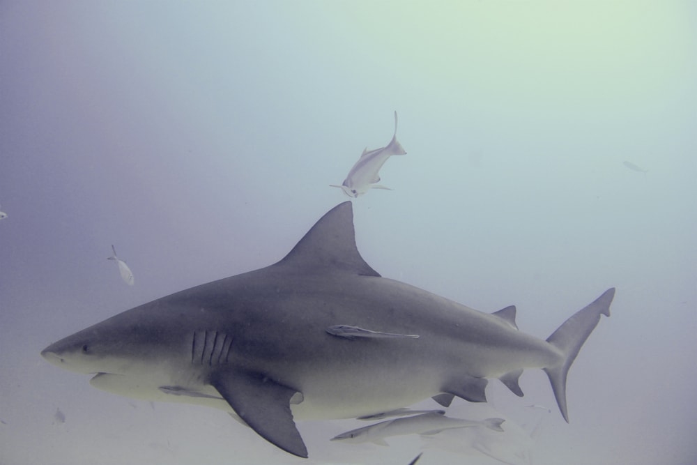 Bull shark found in freshwater of Michigan