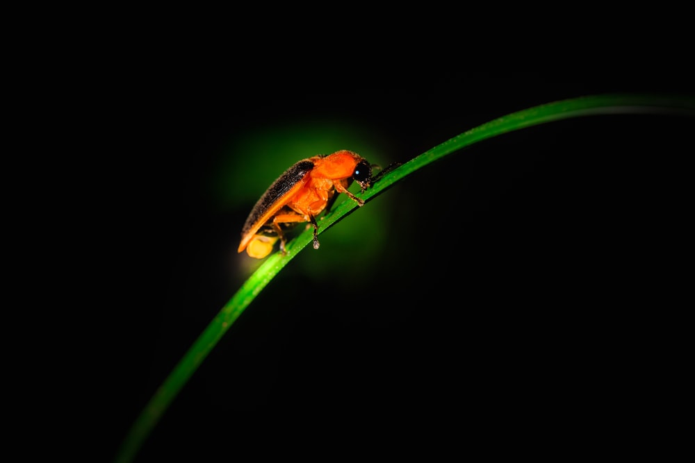image of a glowing firefly on a grass