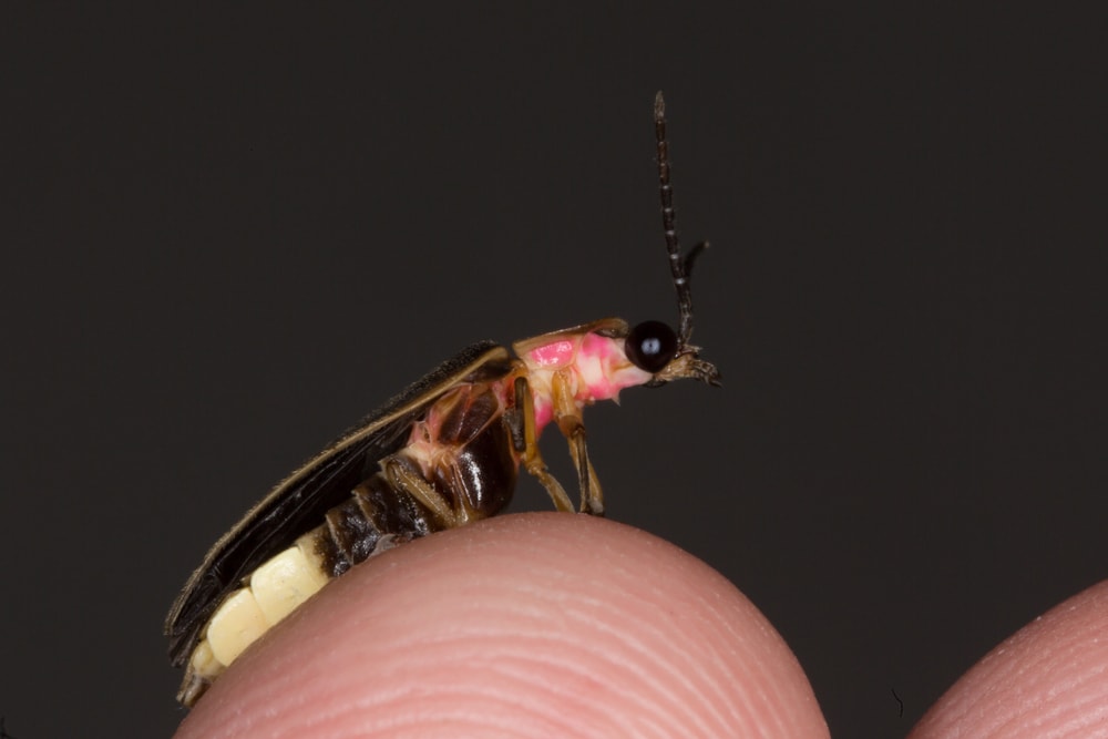 image of a Big Dipper firefly on a finger