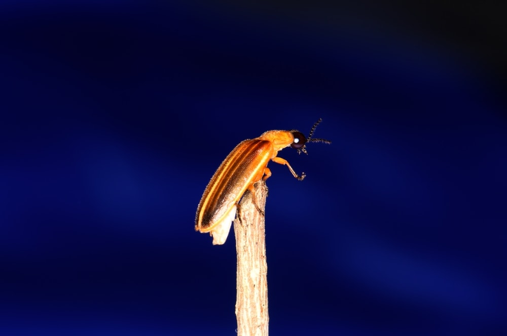 Photuris pensylvanica from the genus Photuris on a stick