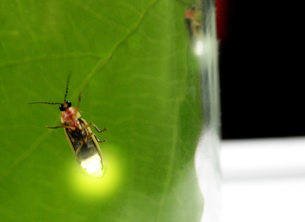 image of a firefly inside a jar