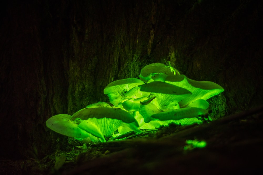 a ghost mushroom on a forest
