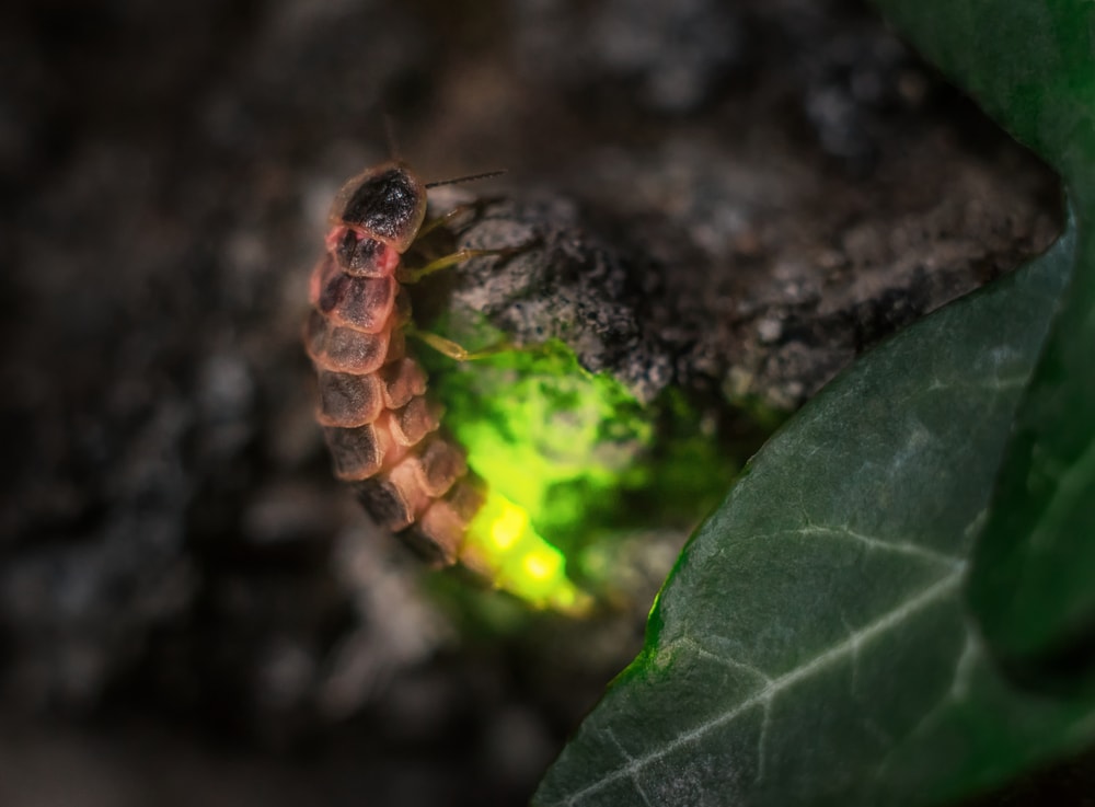 a firefly larva emitting light