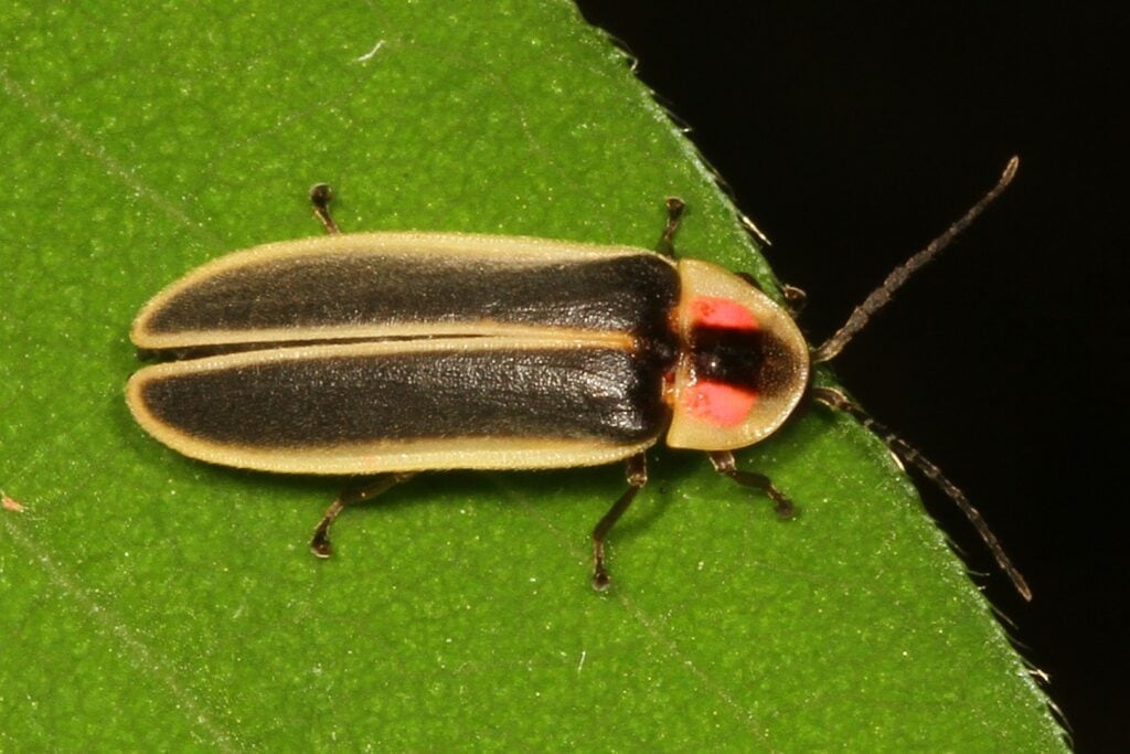a Pyractomena on a leaf