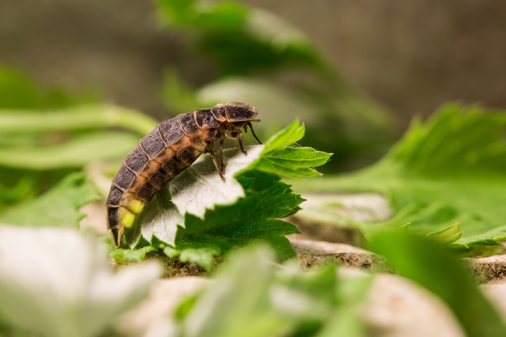 image of firefly in larval stage emitting light