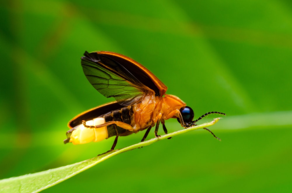 close up macro shot of a firefly