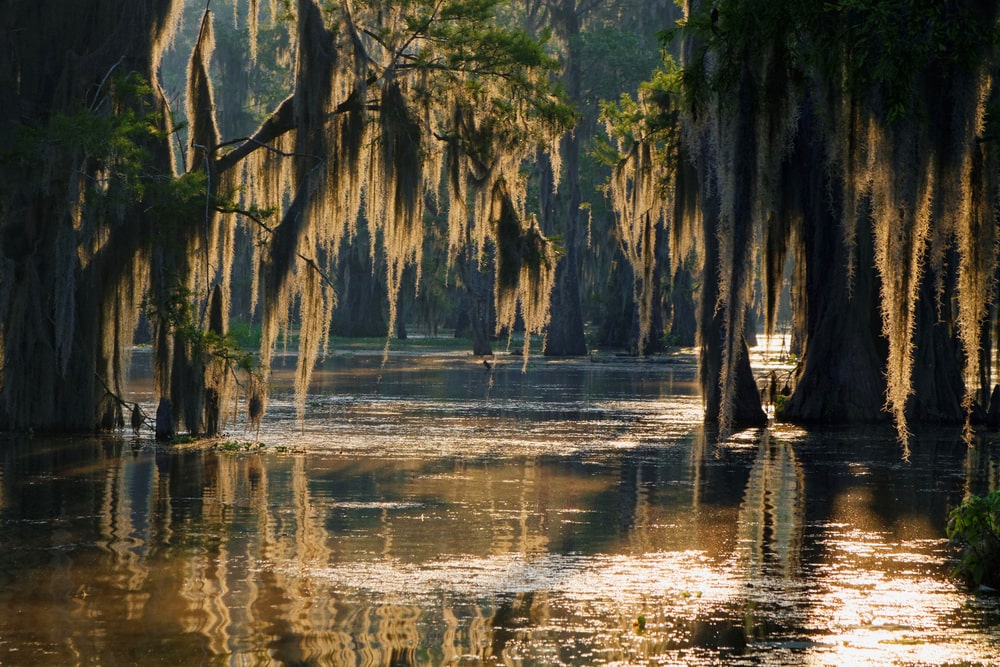 Bayou shot during dawn