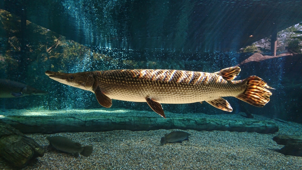 Alligator Gar (Atractosteus spathula) swimming in a huge aquarium
