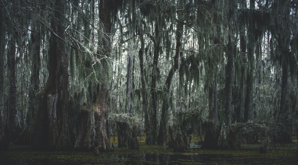 Bayou surrounded with spanish moss
