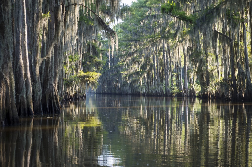 Bayou with long spanish moss