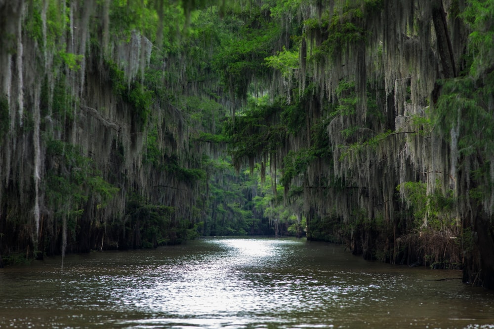 Bayou surrounded with lots of tree