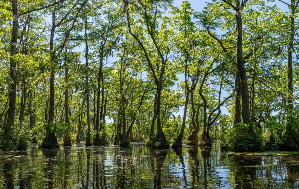 Water Tupelo (Nyssa aquatica) bayou with leaves falling to its water