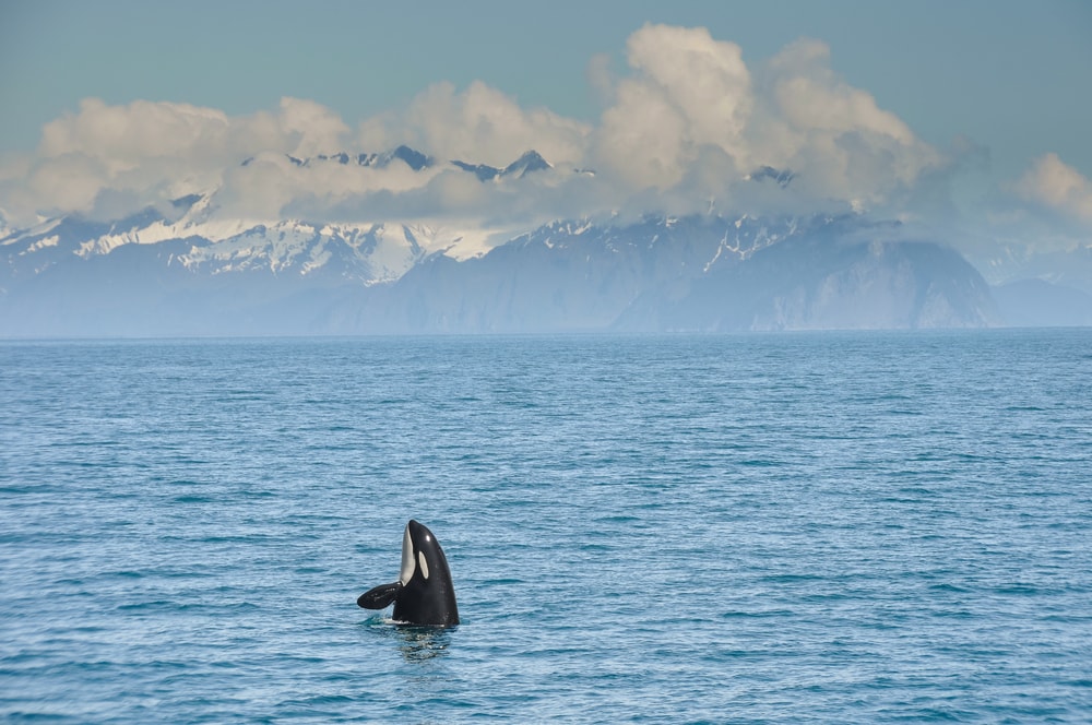 Dolphin trying to get out of the ocean