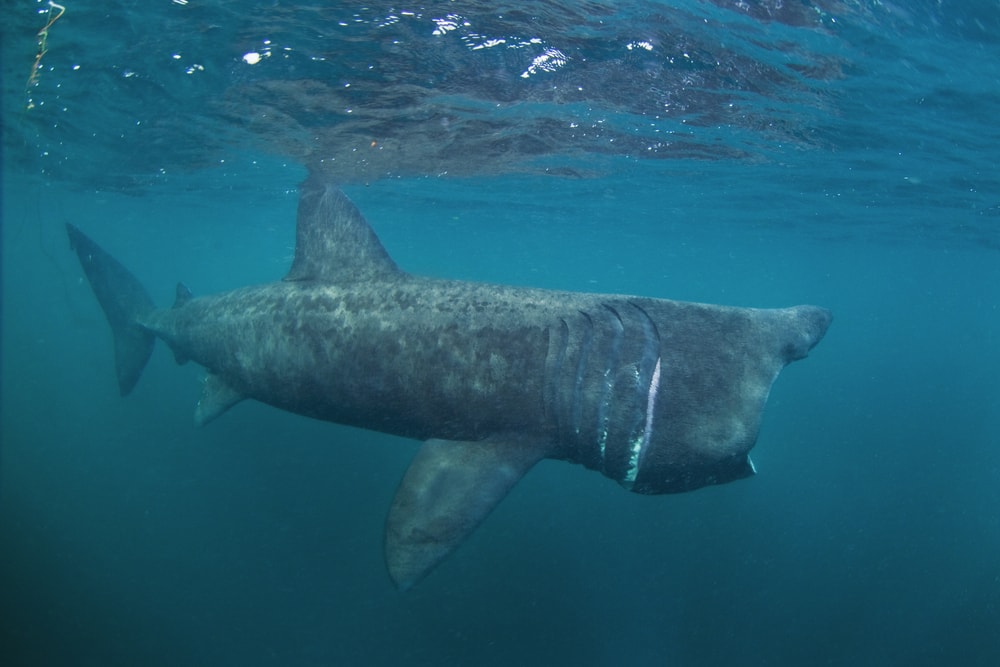 Basking sharks underwater