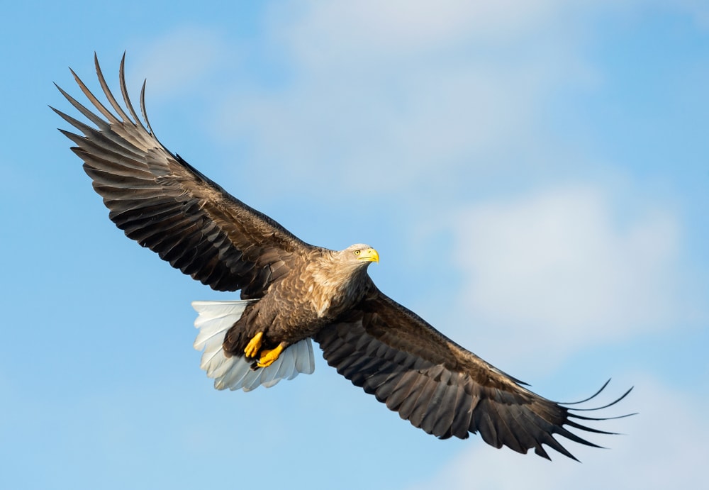 White-Tailed Eagles flying on the sky