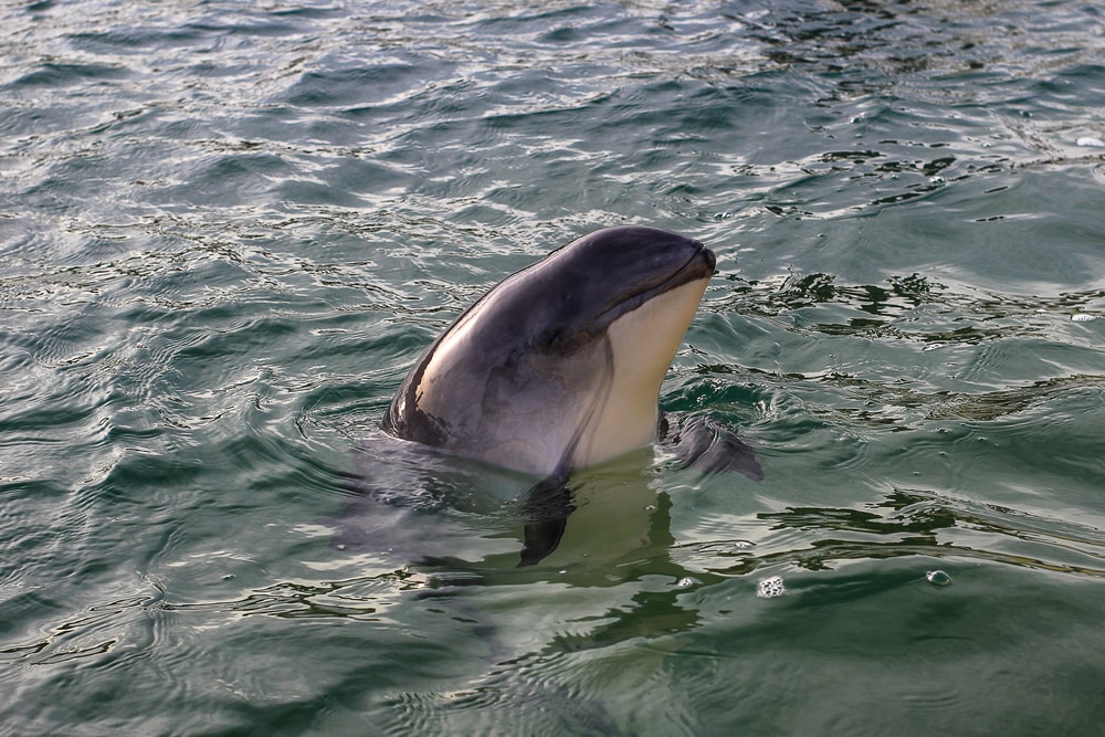 Harbor porpoise bleaching out of the ocean