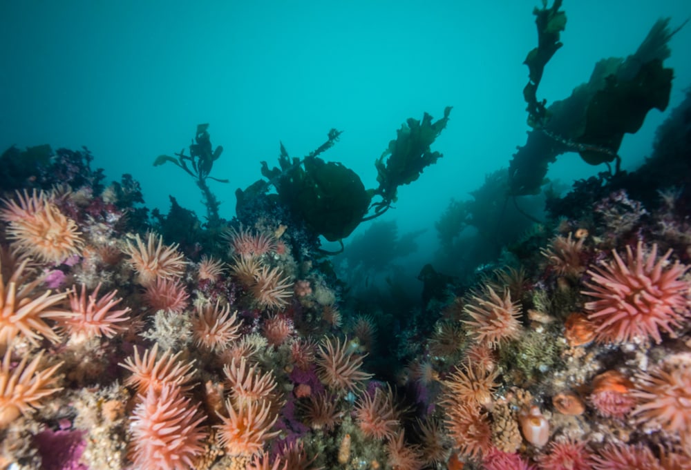 Corals in the deep waters of fjord