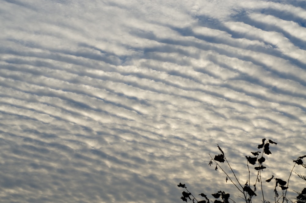 Altostratus scattered in the clouds