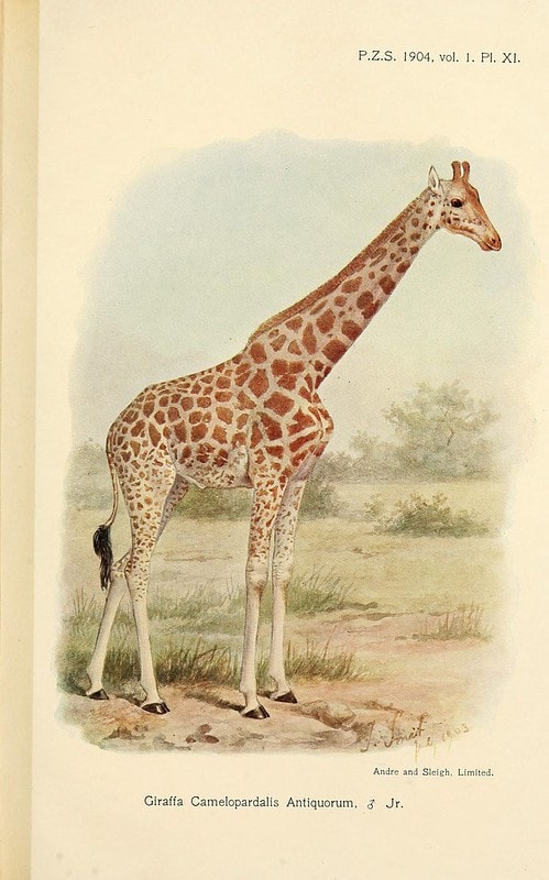 Camelopardalis, mistaken as a mermaid, painted in a textbook