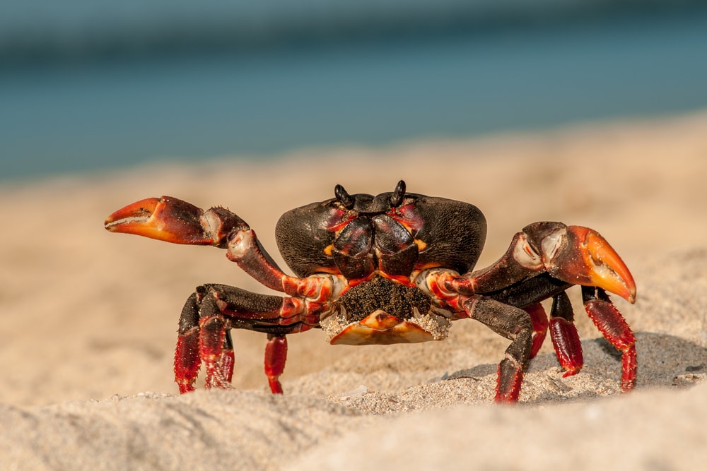 a female crab on the beach carrying its eggs on its abdomen