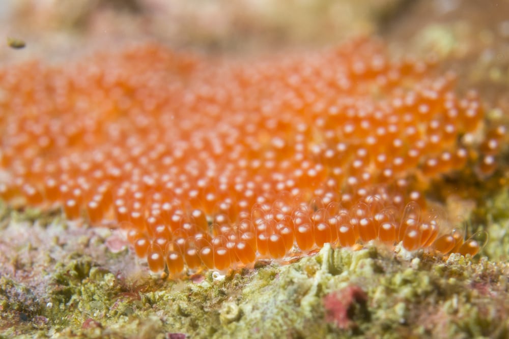 image of clown fish eggs