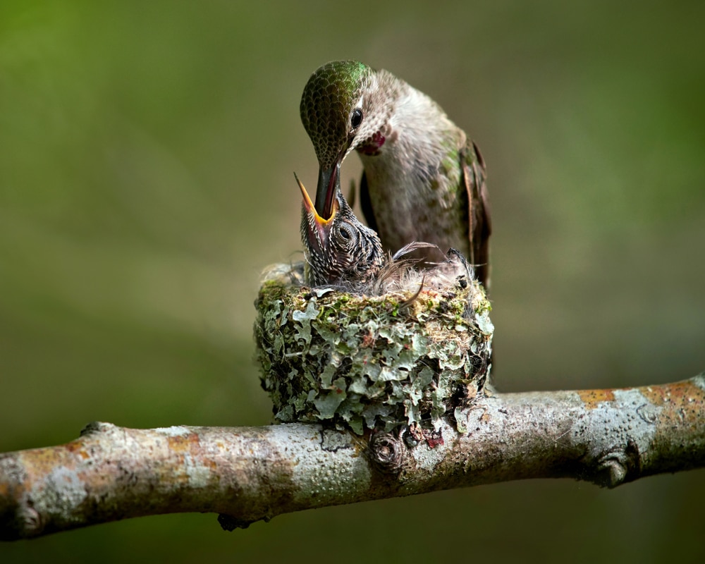 a hummingbird feeding its chick
