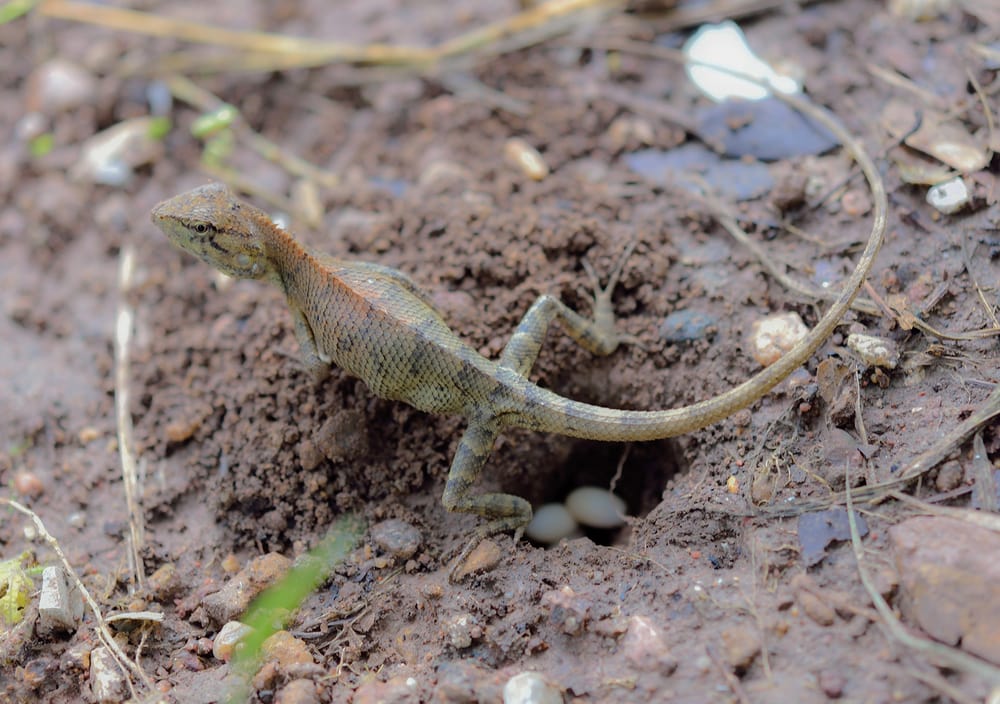 a lizard laying its eggs in the wild