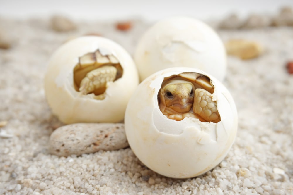 a baby tortoise hatching from an agg