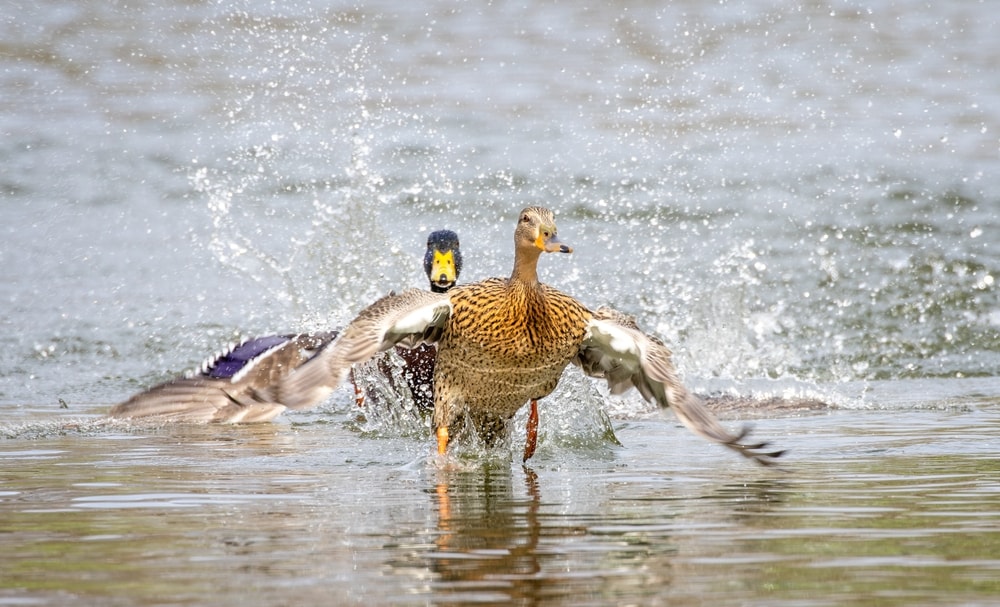 a female mallard taking off