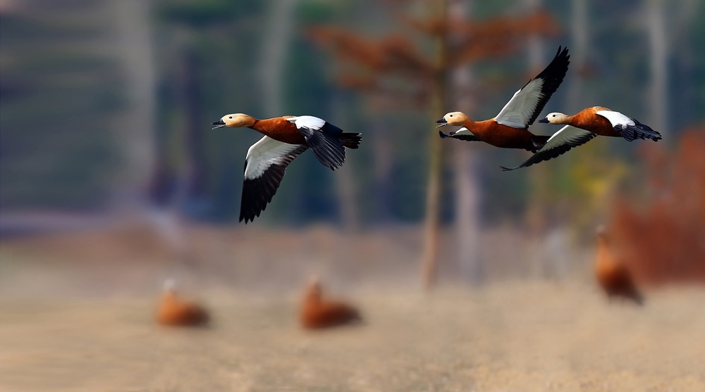 image a flock of Ruddy Shelduck in flight