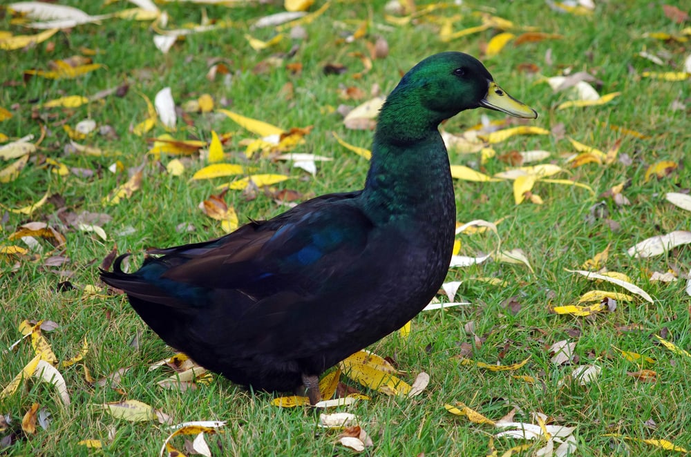 portrait of a Cayuga duck