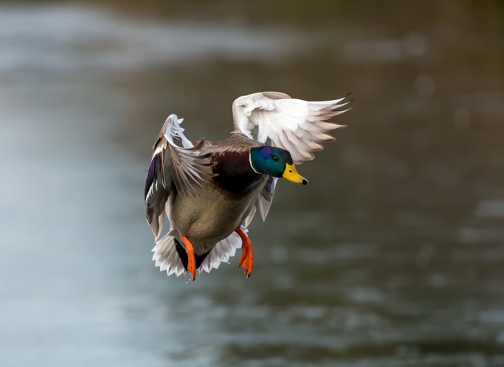 image of a male mallard getting ready to land 