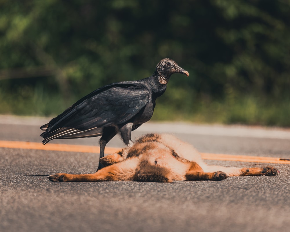 a black vulture feasting on a dead coyote