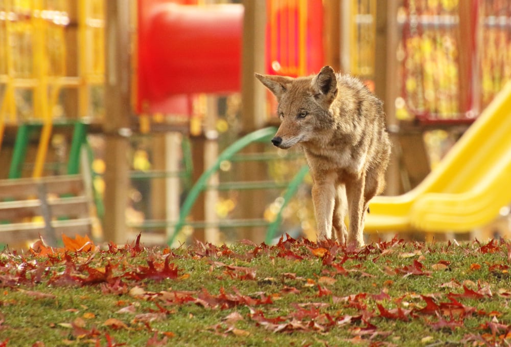 a coyote in a schopoool park