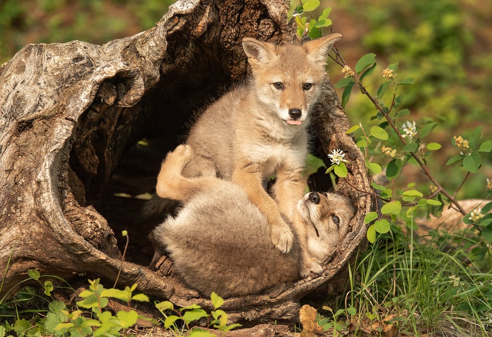 two coyote pups in a dead tree log