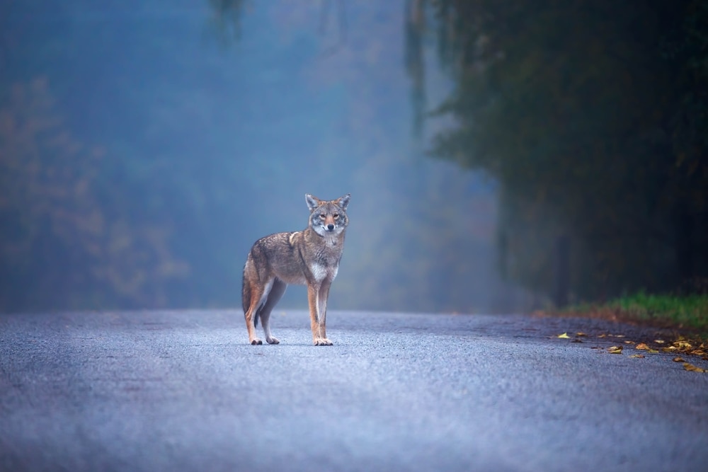 coyote standing in the middle of the road