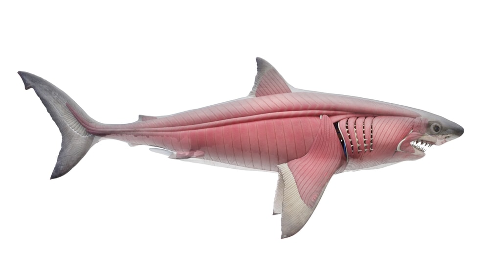 Sharks showing its muscles in white background