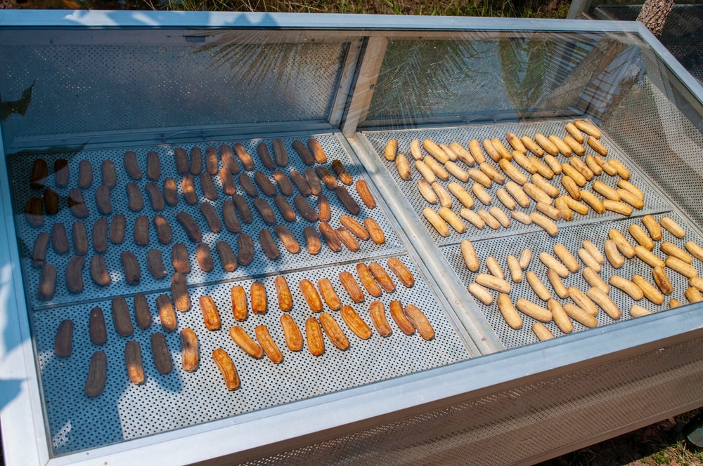 making sun-dried bananas using solar dehydrator