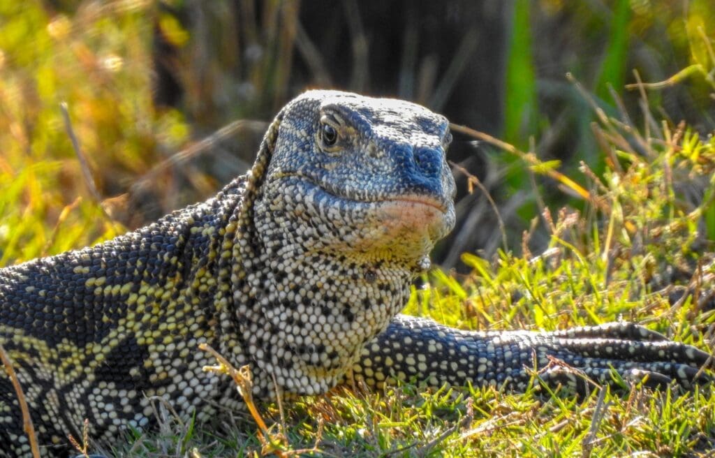 close up of the face of a Nile monitor  lizard