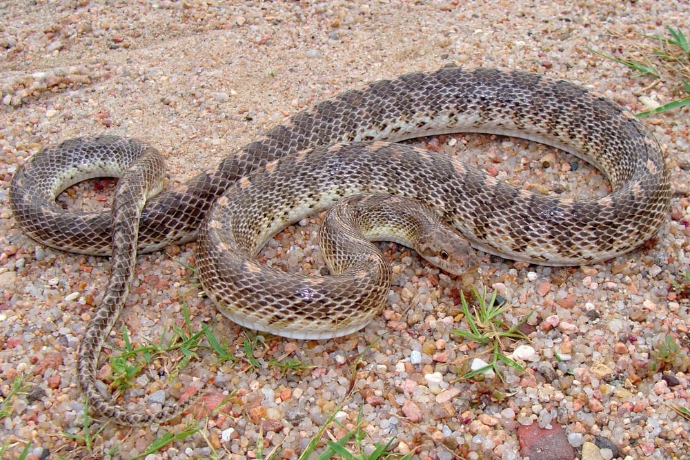 image of a Kansas glossy snake on the ground