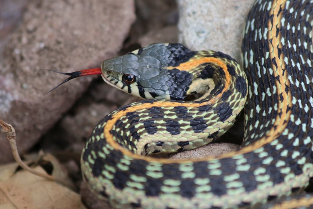 Black-necked gartersnake with its tongue out
