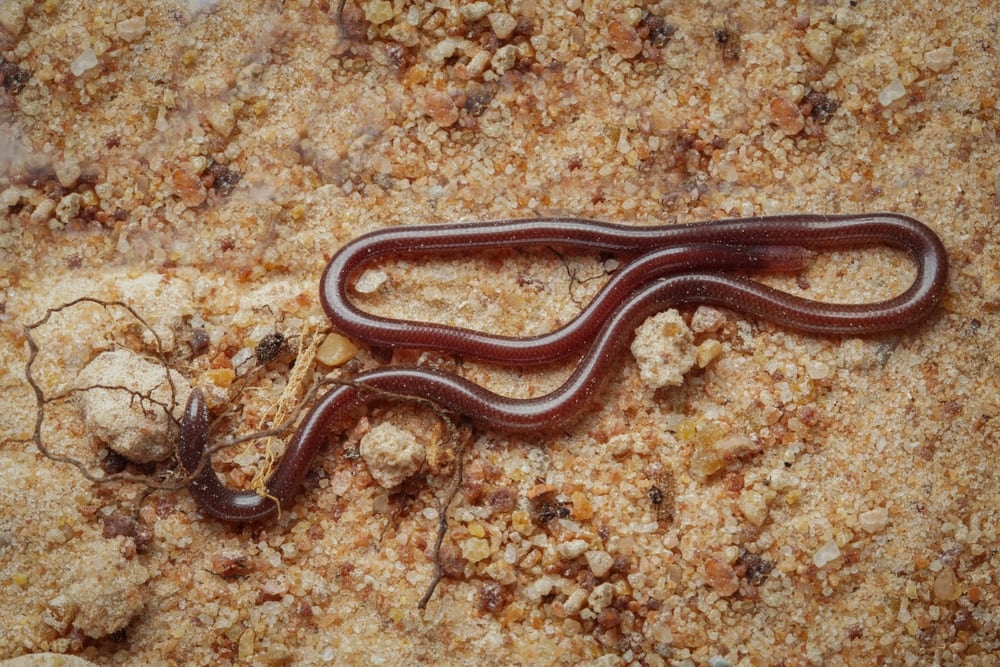 image of a common blind snake on the sand
